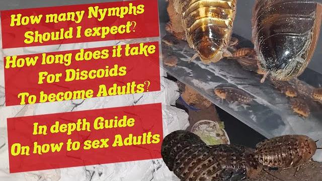 Discoid roach colony - sex roaches and large nymphs - discoid roach care - breed discoid roaches Discoid roach colony - sex roaches and large nymphs - discoid roach care - breed discoid roaches