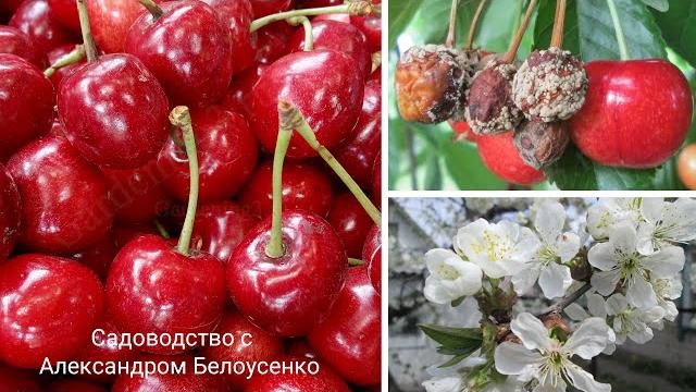 Обработка черешни и вишни от вишневой мухи чем опрыскивать черешню чтобы не было червей в черешне Обработка черешни и вишни от вишневой мухи чем опрыскивать черешню чтобы не было червей в черешне