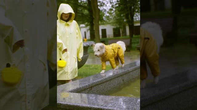 A menina e o cachorro na chuva #shorts A menina e o cachorro na chuva #shorts