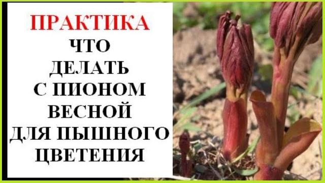 Пионы весной: обработка, подкормка, лечение Пионы весной: обработка, подкормка, лечение