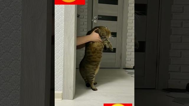 Кошара-бобжара Кошара-бобжара