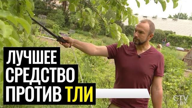 Тля. как навсегда избавиться от тли на деревьях и других растениях? советует иван русских! Тля. как навсегда избавиться от тли на деревьях и других растениях? советует иван русских!