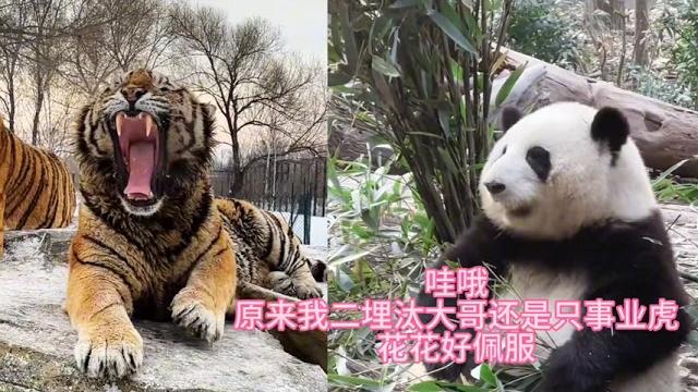 花花剧场:二埋汰给花花打电话,讨论为什么他没上春晚# 国宝大熊猫 # 大熊猫 # 熊猫 # 国宝熊猫 # 熊猫花花 # 大熊猫和花 # 春晚 # 二埋汰 # 东北虎 # 野生动物 花花剧场:二埋汰给花花打电话,讨论为什么他没上春晚# 国宝大熊猫 # 大熊猫 # 熊猫 # 国宝熊猫 # 熊猫花花 # 大熊猫和花 # 春晚 # 二埋汰 # 东北虎 # 野生动物