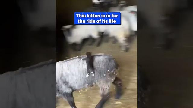 Kitten clings onto sheep Kitten clings onto sheep