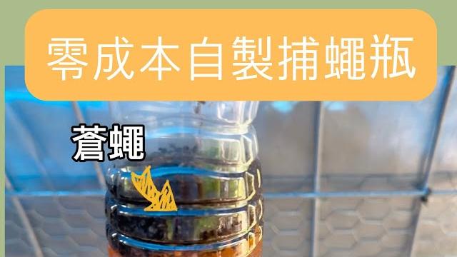 捕蠅妙方 零成本自製捕蠅瓶 加上市面捕蠅紙 捕捉千隻萬隻蒼蠅 kill flies with diy fly trap & store bought sticky fly paper 捕蠅妙方 零成本自製捕蠅瓶 加上市面捕蠅紙 捕捉千隻萬隻蒼蠅 kill flies with diy fly trap & store bought sticky fly paper
