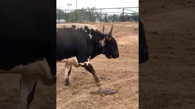 Beefalo – the perfect hybrid of bison & cattle Beefalo – the perfect hybrid of bison & cattle