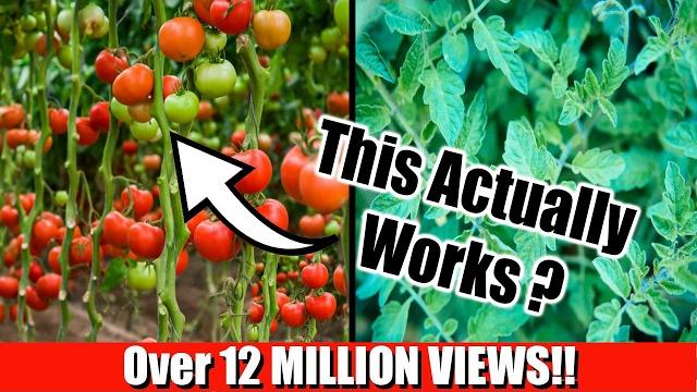 Grow lots of tomatoes... not leaves // complete growing guide Grow lots of tomatoes... not leaves // complete growing guide