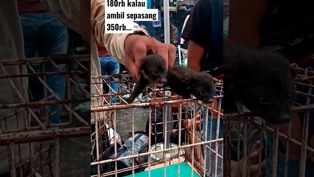 Cek harga anak musang terbaru di 2023 #shorts Cek harga anak musang terbaru di 2023 #shorts