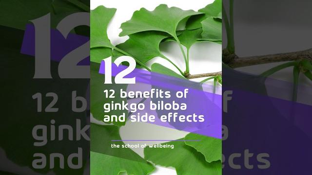 12 benefits of ginkgo biloba and side effects #ginkgo #ginkgobiloba #wellbeing #sideeffects 12 benefits of ginkgo biloba and side effects #ginkgo #ginkgobiloba #wellbeing #sideeffects