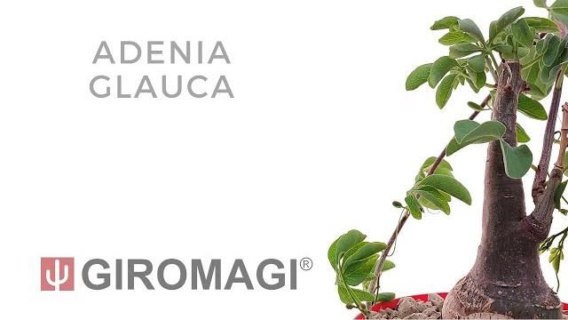 Adenia glauca Adenia glauca