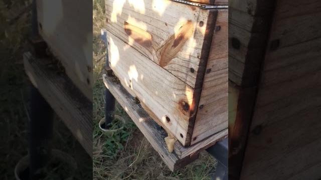 Beekeeping in your beeyard!! all my babies working so well#littlebee #cutebee #bumblebees #beefriend Beekeeping in your beeyard!! all my babies working so well#littlebee #cutebee #bumblebees #beefriend