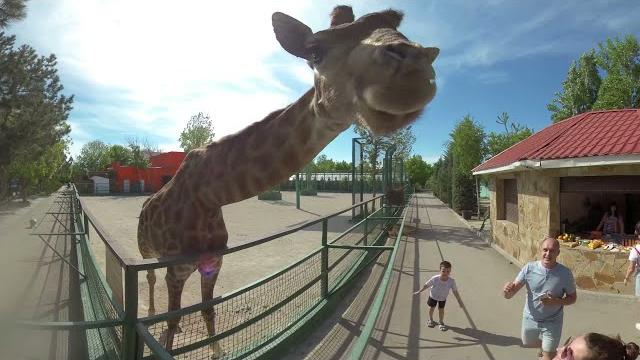 Zoo 360 ° vr Zoo 360 ° vr