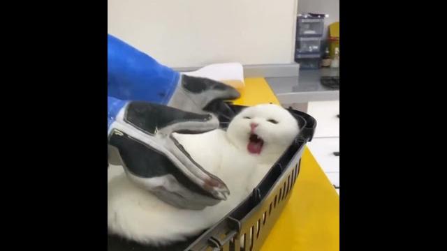 Injection atrocities ... #cat #kittycomedy #funny #kitty #comedy #cutecomedy #shaababies Injection atrocities ... #cat #kittycomedy #funny #kitty #comedy #cutecomedy #shaababies