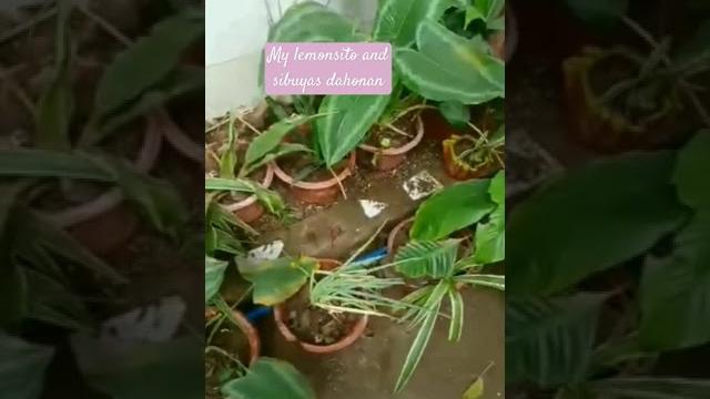 My small garden My small garden