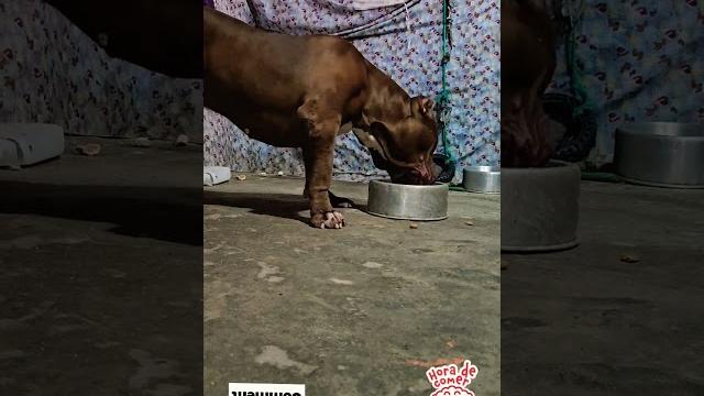 Docile pitbull #lekthebestkennel Docile pitbull #lekthebestkennel