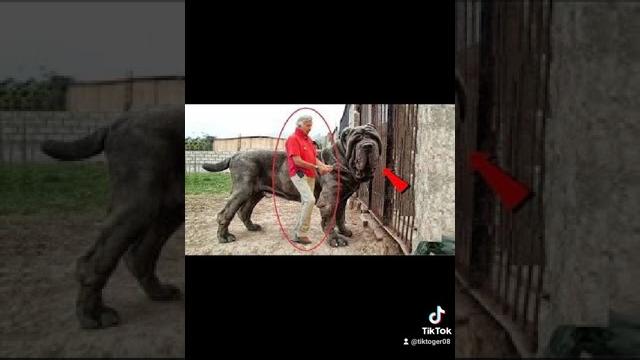 Итлар жанги Итлар жанги
