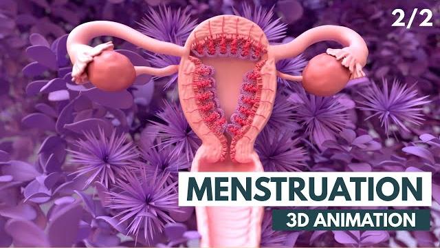 The menstrual cycle | 3d animation (2/2) The menstrual cycle | 3d animation (2/2)