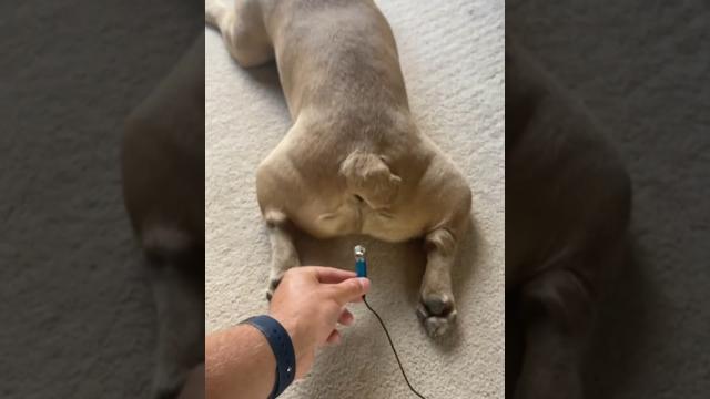 French bulldog fart #bulldog #animals #mreviatar #dog #dogs #animal #animalshorts #shorts #funny French bulldog fart #bulldog #animals #mreviatar #dog #dogs #animal #animalshorts #shorts #funny