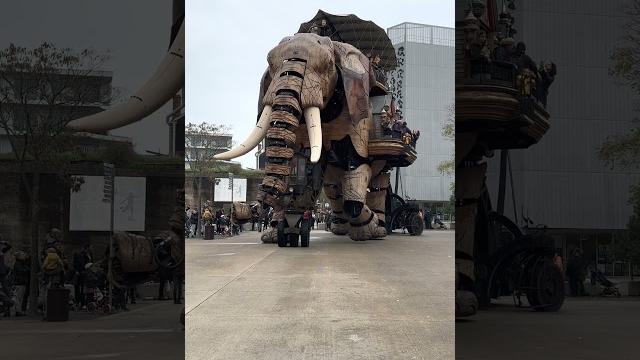 Слон #france #shorts #shortvideo #instagram #tiktok #video #elephant #tourism #new #travel Слон #france #shorts #shortvideo #instagram #tiktok #video #elephant #tourism #new #travel