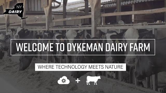 New york dairy: welcome to dykeman dairy farm New york dairy: welcome to dykeman dairy farm