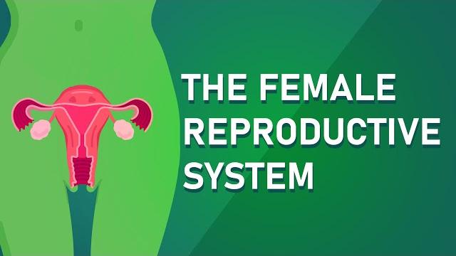 Understanding the female reproductive system Understanding the female reproductive system