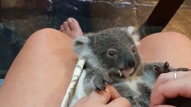 Baby koala tummy tickles ️ Baby koala tummy tickles ️