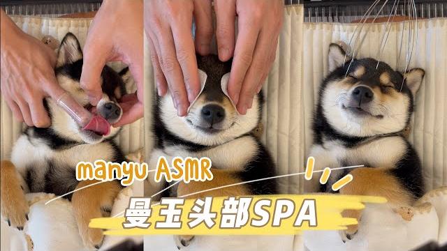 【asmr】曼玉manyu头部spa | 每周清洁 (请戴耳机) #柴犬 #多巴胺 #豆柴 #抖音 #柴犬可愛い 【asmr】曼玉manyu头部spa | 每周清洁 (请戴耳机) #柴犬 #多巴胺 #豆柴 #抖音 #柴犬可愛い