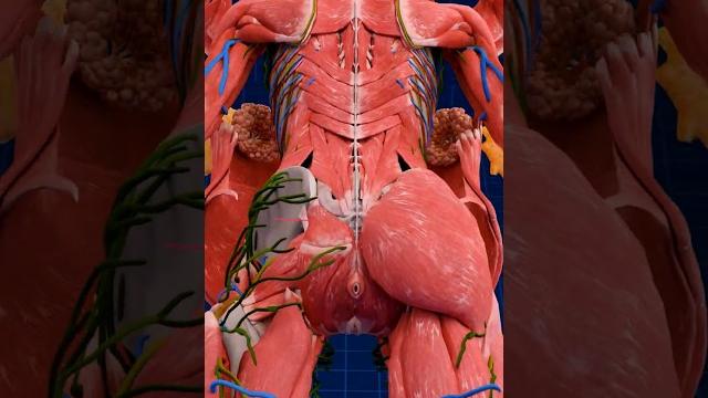 Beautiful human anatomy ️ Beautiful human anatomy ️