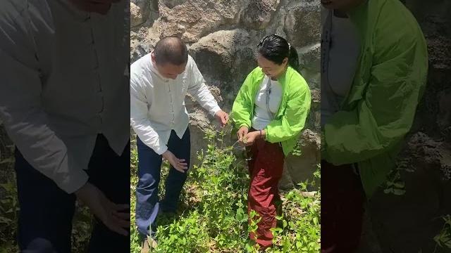 白花臭草#潮汕青草 #青草文化 白花臭草#潮汕青草 #青草文化