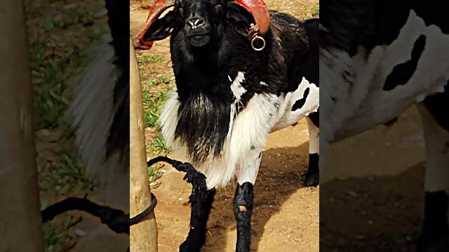 Muttu kida whatsapp status #muttukida #sheepfight Muttu kida whatsapp status #muttukida #sheepfight