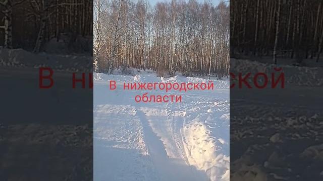 Амурский тигр Амурский тигр