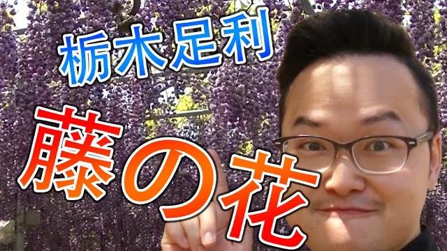 日本栃木県超美 紫藤花 賞花行《阿倫去旅行》栃木県足利市フラワーパークへ藤の花を見に行った 日本栃木県超美 紫藤花 賞花行《阿倫去旅行》栃木県足利市フラワーパークへ藤の花を見に行った