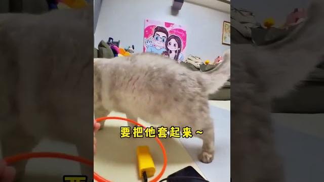原来在娃视角下,小猫咪都成她的“照顾对象”了!#shorts #cat #catandbaby 原来在娃视角下,小猫咪都成她的“照顾对象”了!#shorts #cat #catandbaby