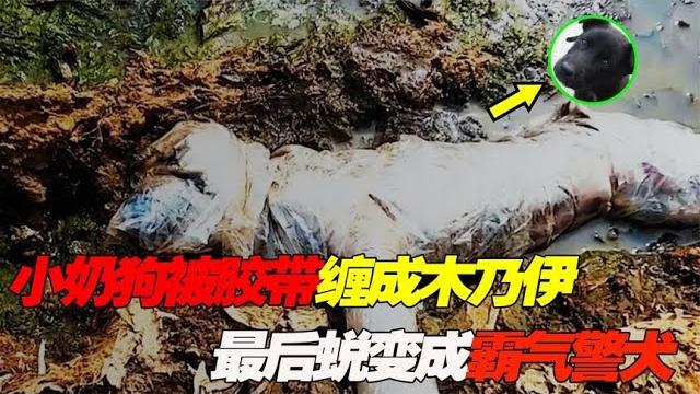 痛心!变态男用胶带把奶狗“缠成木乃伊”,然后扔进了臭水沟 痛心!变态男用胶带把奶狗“缠成木乃伊”,然后扔进了臭水沟