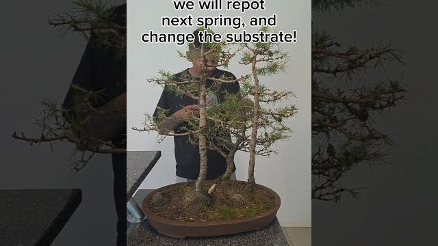 Radical job, for the sake of the trees#bonsai #fyp #larch #group #forest #diy #prune #how #to #diy Radical job, for the sake of the trees#bonsai #fyp #larch #group #forest #diy #prune #how #to #diy