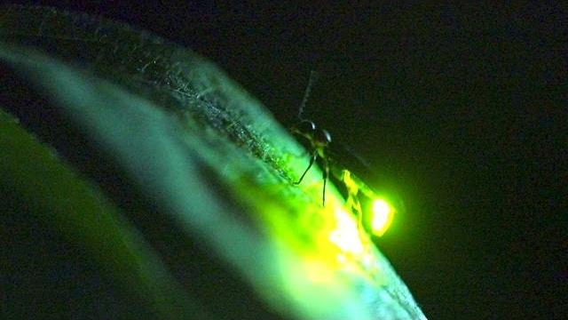 In a flash: firefly communication In a flash: firefly communication