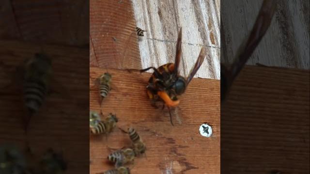 Giant hornet attack! honeybee counterstrike Giant hornet attack! honeybee counterstrike