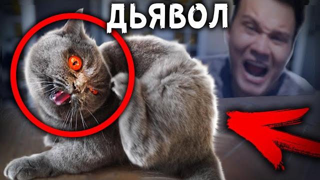 Кошка держит в страхе весь дом 24 часа чтобы выжить алекс аморал Кошка держит в страхе весь дом 24 часа чтобы выжить алекс аморал