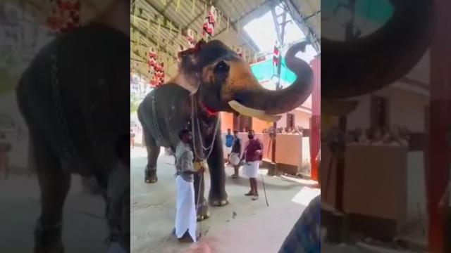 Kerala elephant #pooram #elephant #fireworks #aana #shortsfeed #poorapremi #keralafestival Kerala elephant #pooram #elephant #fireworks #aana #shortsfeed #poorapremi #keralafestival