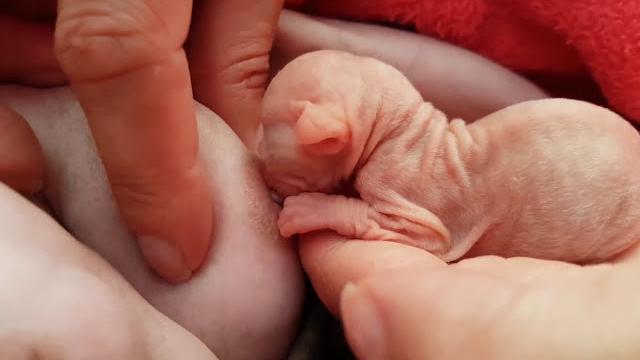 Help for tiny sphynx kitten to nurse emotional moments Help for tiny sphynx kitten to nurse emotional moments