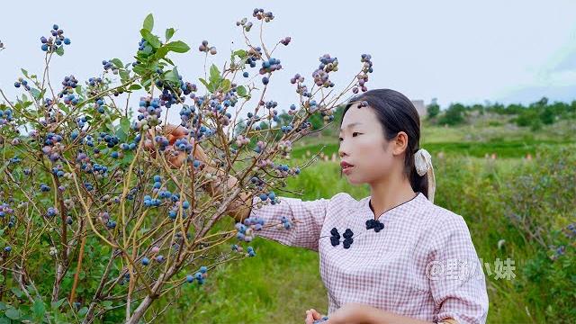 Amazing blueberry base that, country girls make into desserts and chinese food|wild girl Amazing blueberry base that, country girls make into desserts and chinese food|wild girl
