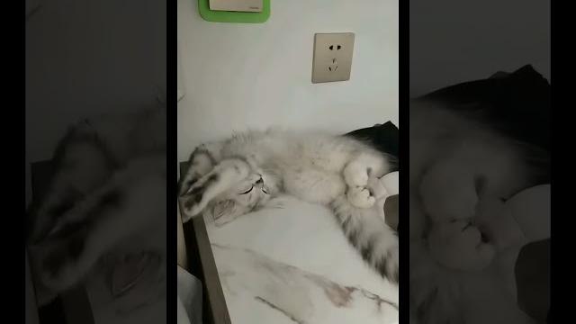 招财猫给大家送金啦 招财猫给大家送金啦