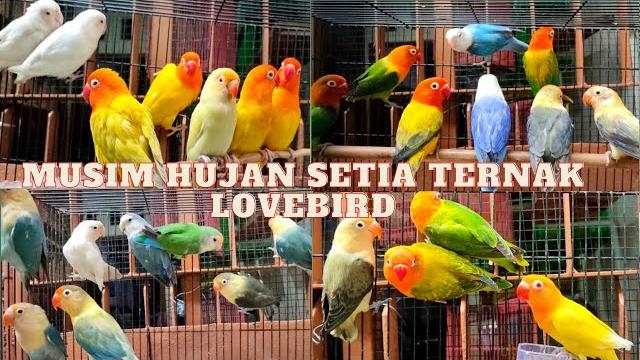 Musim hujan tetep digazpoll lovebird dewasa siap ternak mata merah pun ready di @erlanggabird4425 Musim hujan tetep digazpoll lovebird dewasa siap ternak mata merah pun ready di @erlanggabird4425