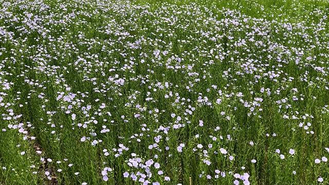 How flax is transformed into linen fabric How flax is transformed into linen fabric
