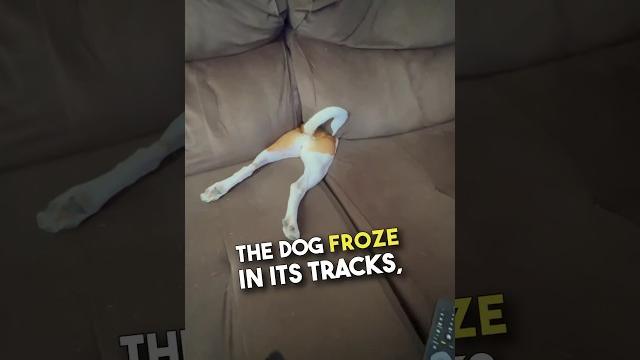 The way she immediately froze ️ #shorts The way she immediately froze ️ #shorts