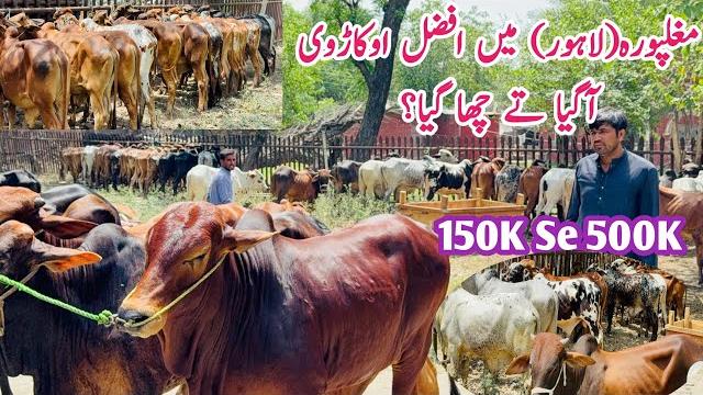 Eid ki big announcement!vacha farming business 2025 - sahiwal cholistan 2 dant nasli bachron ki laat Eid ki big announcement!vacha farming business 2025 - sahiwal cholistan 2 dant nasli bachron ki laat
