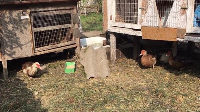 Мускусная утка/что делать если мускусная утка встала с гнезда на долгий промежуток времени !! Мускусная утка/что делать если мускусная утка встала с гнезда на долгий промежуток времени !!