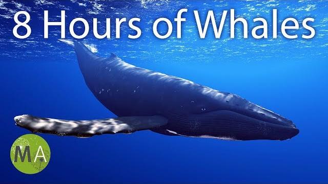 8 hours of whale sounds deep underwater for sleep and relaxation 8 hours of whale sounds deep underwater for sleep and relaxation