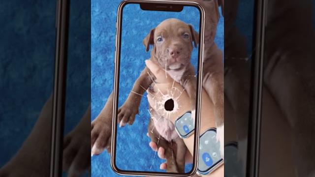 Щенки питбуля.есть свободные щенки #питбуль #собака #pitbull #рекомендации #apbt #продажащенков #топ Щенки питбуля.есть свободные щенки #питбуль #собака #pitbull #рекомендации #apbt #продажащенков #топ