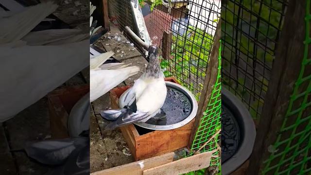 My pigeons cage water box new tips #pigeonlover #kalapati #pet #tips #woodworking #shorts #2025 My pigeons cage water box new tips #pigeonlover #kalapati #pet #tips #woodworking #shorts #2025